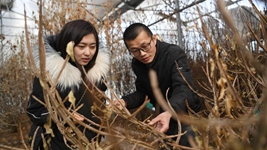 虎年春節，《山海情》出續集了？