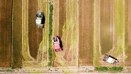 夏糧，穩！