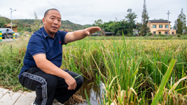 大旱之下，力爭水稻穩產(chǎn)——重慶梁平區保秋收見(jiàn)聞