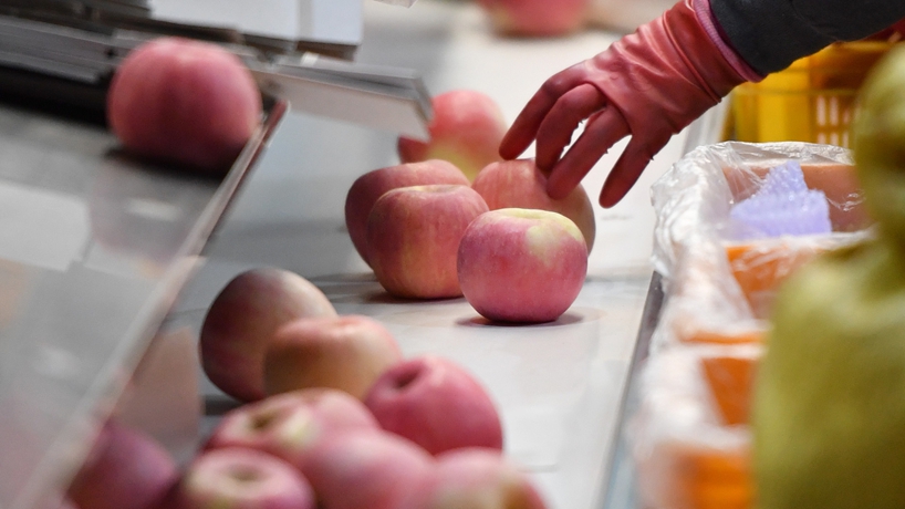 延安蘋(píng)果產(chǎn)業(yè)發(fā)展觀(guān)察：小蘋(píng)果，讓老鄉們生活越來(lái)越紅火