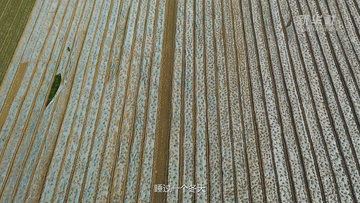 我叫“麥粒”——一粒來(lái)自豫北災區小麥的自述