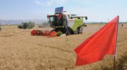 “塞外糧倉”內蒙古河套地區小麥開(kāi)鐮迎豐收