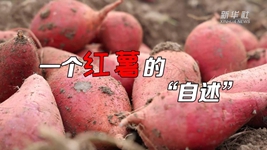 想看看紅薯的“鍍金”之旅嗎？來(lái)聽(tīng)聽(tīng)“自述”吧！