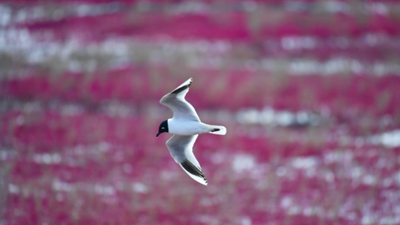 生態(tài)好不好，看鳥(niǎo)就知道——遼河口濕地保護見(jiàn)聞