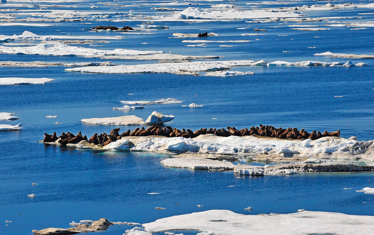 新千年前夜，我在北極感悟“新大陸”