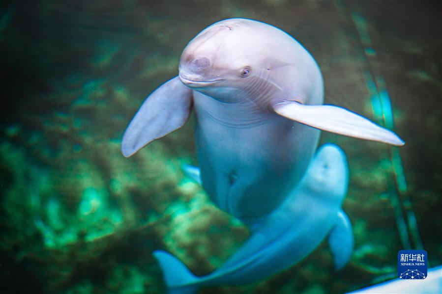 (新華全媒頭條·奮進(jìn)新征程 建功新時(shí)代·非凡十年·圖文互動(dòng))(6)湖北:奮力譜寫(xiě)高質(zhì)量發(fā)展新篇章