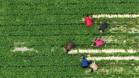 鄉村振興“十二盼”！來(lái)自8省24村的蹲點(diǎn)報告