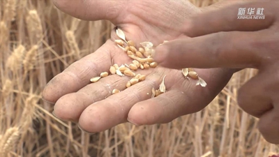 “關(guān)中第一鐮”開(kāi)鐮收麥啦！未來(lái)半個(gè)月，關(guān)中平原滿(mǎn)眼金黃