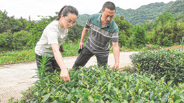 杜富國的妹妹杜富佳：大山里的“帶貨書(shū)記”