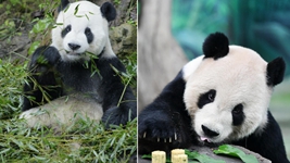 大熊貓“團團”，感謝你帶給兩岸同胞的美好回憶！