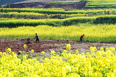 新華全媒+|一年之計在于春