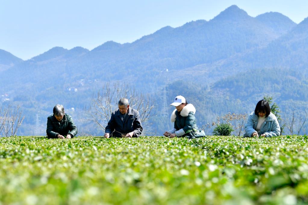 春茶開(kāi)采春意暖