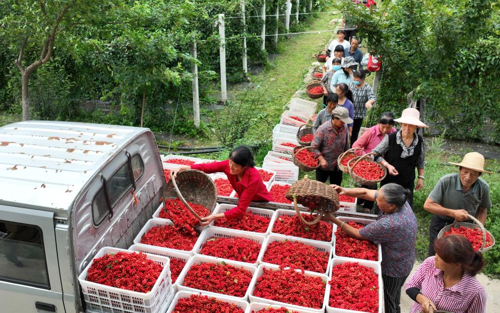 深山溝里五味子 增收致富“金串串”