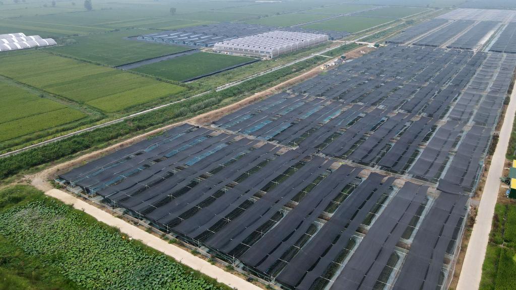 安徽潁上：生態(tài)種養助力農民增收