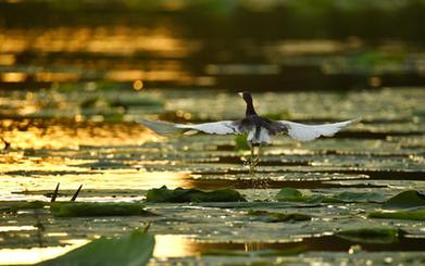 詩(shī)意中國——翻空白鳥(niǎo)時(shí)時(shí)見(jiàn)，照水紅蕖細細香