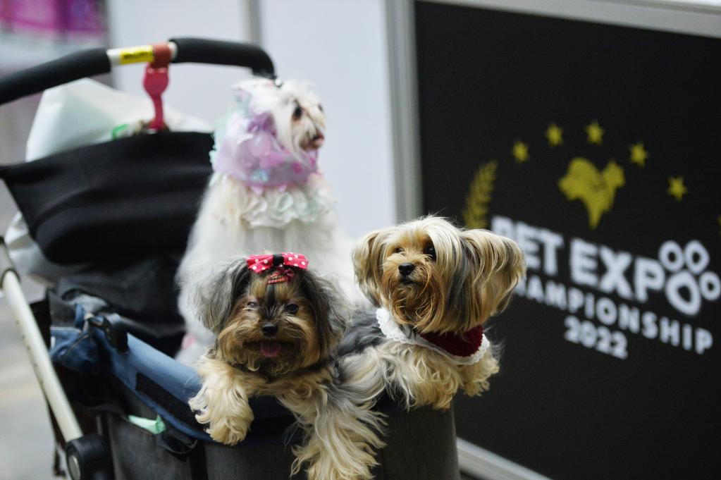 泰國曼谷舉行寵物博覽會(huì )