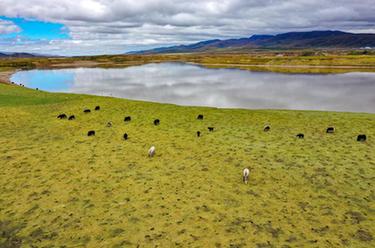 新華全媒+丨甘肅瑪曲：保護草原生態(tài) 涵養黃河水源