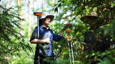 嶺南森林里的“格?；?rdquo;