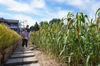 新華全媒+丨北京先農壇舉辦秋收農耕體驗活動(dòng)