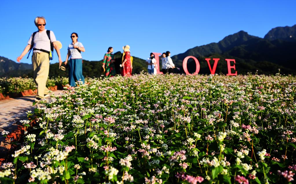 新華全媒+丨西安:發(fā)展“農業(yè)景區” 助力鄉村振興