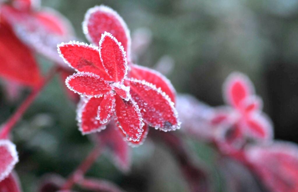 新華全媒+｜詩(shī)意中國——山明水凈夜來(lái)霜，數樹(shù)深紅出淺黃