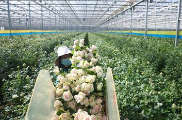 甘肅蘭州：鮮切玫瑰遠銷(xiāo)海內外