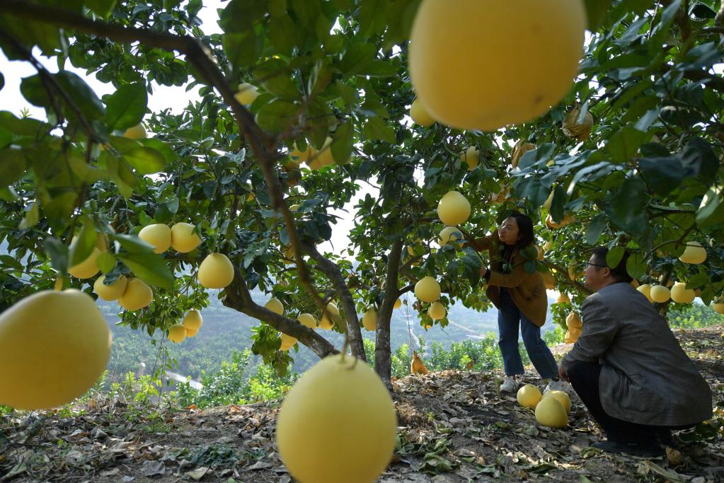 湖北宣恩:山鄉柚豐收
