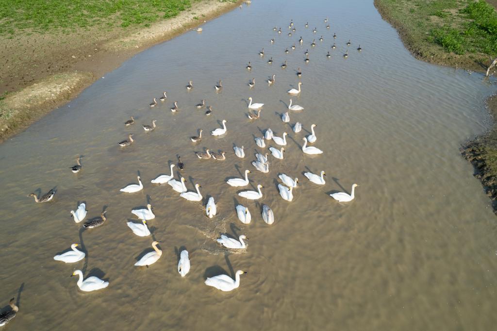 新華全媒+|湖南常德:候鳥(niǎo)翔集西洞庭