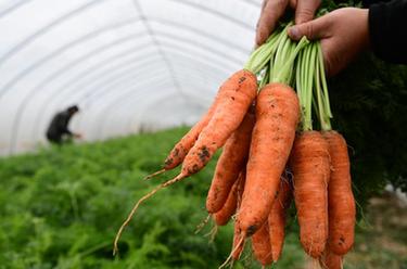 合肥：采收蔬菜供應市場(chǎng)