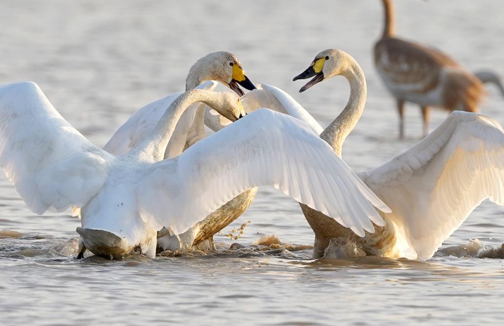 新華全媒+｜鄱陽(yáng)湖畔的“候鳥(niǎo)樂(lè )園”