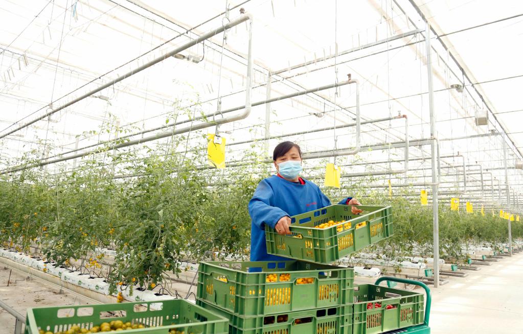 河北邢臺：智慧農業(yè)賦能鄉村振興