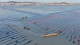 山東榮成：海洋牧場(chǎng)冬管忙