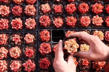 山東即墨：“多肉經(jīng)濟”產(chǎn)銷(xiāo)兩旺