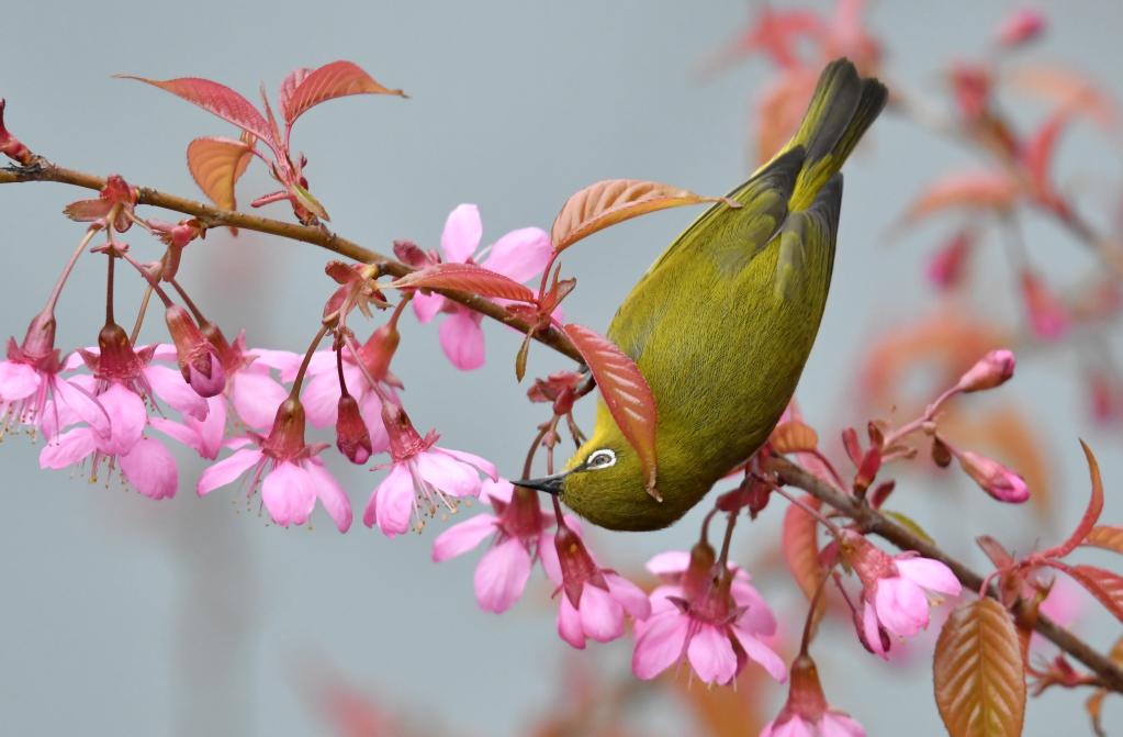 不負春光好時(shí)景