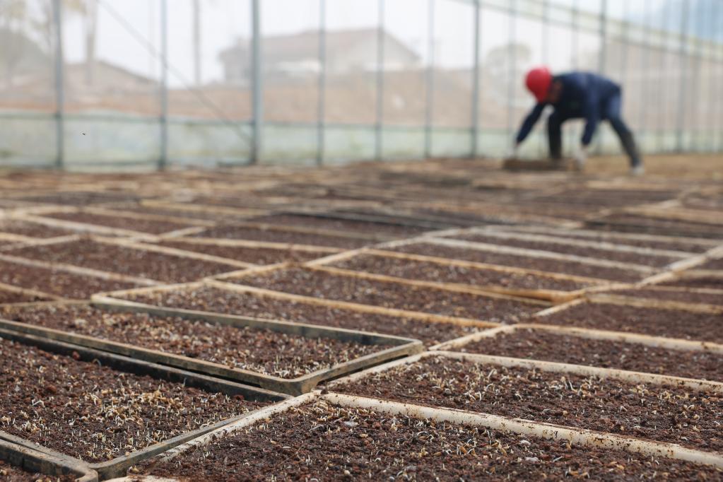 長(cháng)沙：“工廠(chǎng)化”育秧助豐產(chǎn)