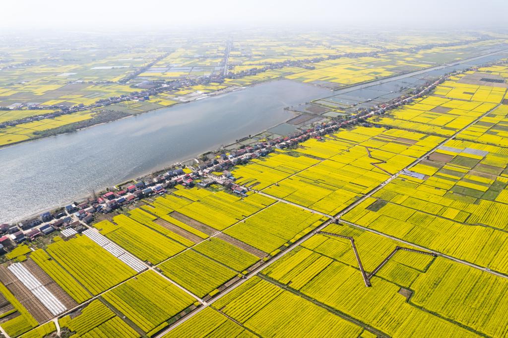 新華全媒+|農文旅融合 油菜花開(kāi)引客來(lái)