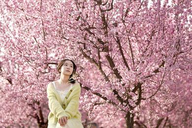 西安:春光無(wú)限好 滿(mǎn)眼繁花燦