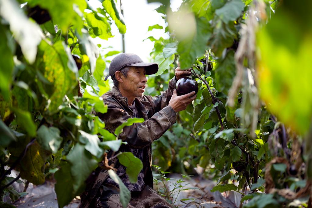 河北樂(lè )亭：發(fā)展設施農業(yè) 助力鄉村振興