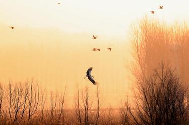 遼寧法庫:獾子洞濕地迎來(lái)候鳥(niǎo)遷徙高峰期