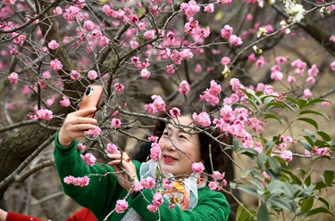 青島:遇見(jiàn)“梅”好