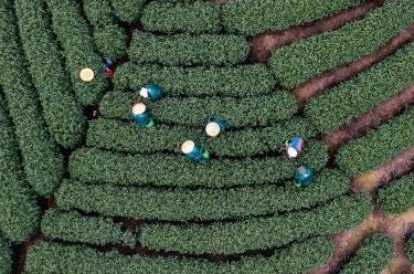 新華全媒+|杭州舉辦龍井茶手工炒制技能大賽