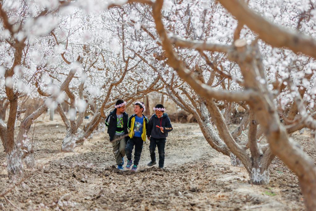 2023吐魯番杏花節開(kāi)幕