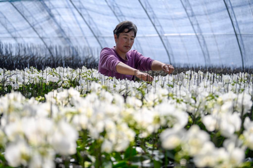 河北雙灤：發(fā)展設施農業(yè) 助力鄉村振興