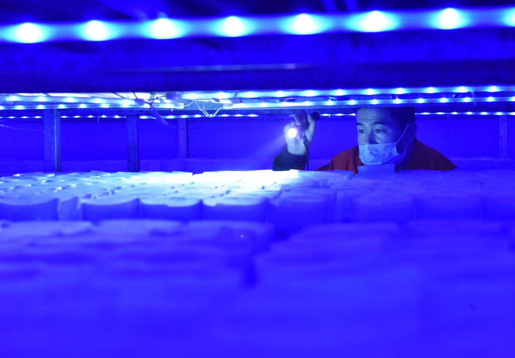 河北臨西：食用菌產(chǎn)業(yè)助力鄉村振興