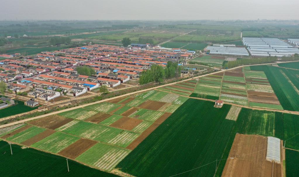 山東泰安：農業(yè)合作社特色種植富鄉村