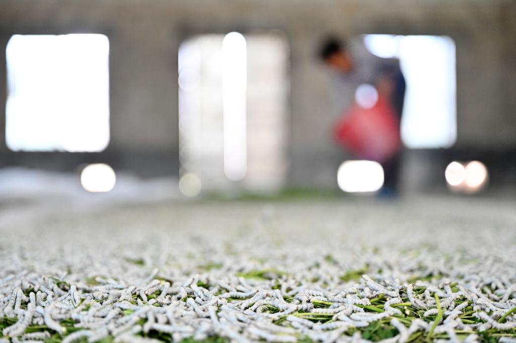 廣西柳城：推廣“飼料+桑葉”混養桑蠶模式 助力桑蠶產(chǎn)業(yè)提質(zhì)增效