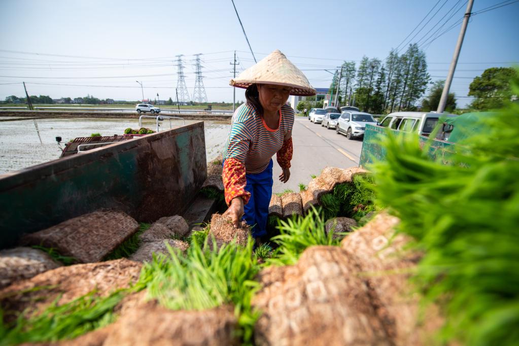 湖南望城：搶抓農時(shí)春耕忙