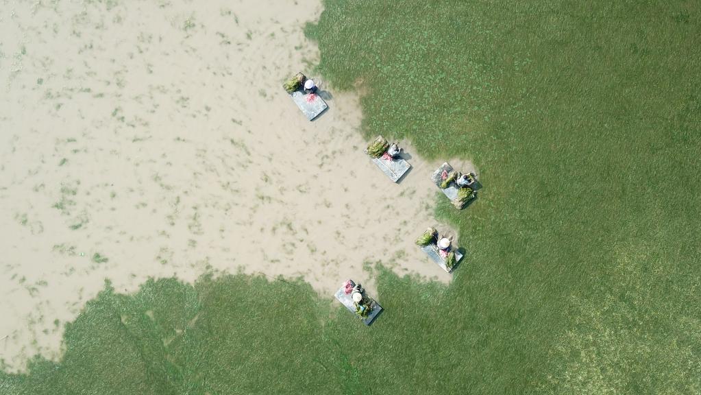 世界地球日：從“水下荒漠”到“水下森林”，走進(jìn)“洞庭之心”大通湖