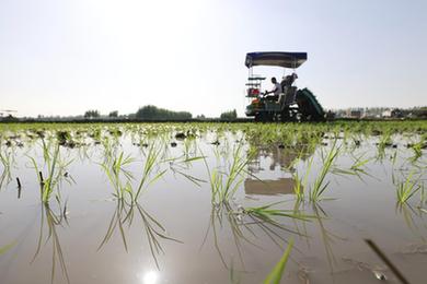 河北唐山:水稻插秧忙