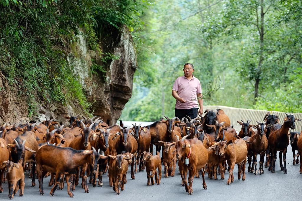 大巴山里&ldquo;黃金產(chǎn)業(yè)&rdquo;助力鄉村振興